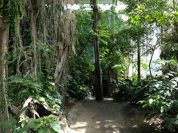 foresta tropicale nel cosmocaixa
