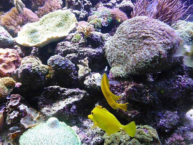 coralli acquario