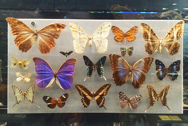 museo di scienze naturali farfalle