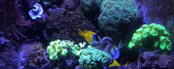 bambini acquario Barcellona