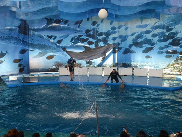 zoo delfino